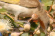 Rufous-throated Honeyeater (Conopophila rufogularis)